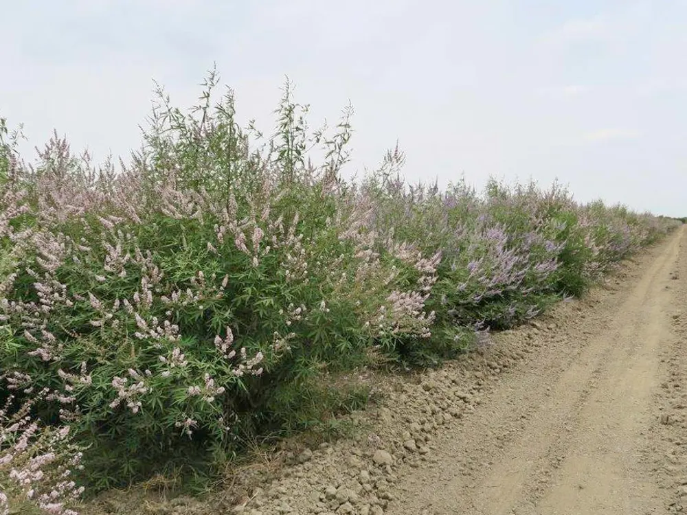 Vitex Agnus castus